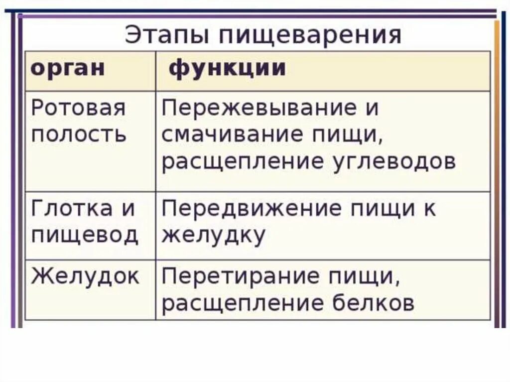 Таблица пищеварения человека. Этапы пищеварения. Основные этапы пищеварения. Охарактеризуйте основные этапы пищеварения. Этапы пищеварения таблица.