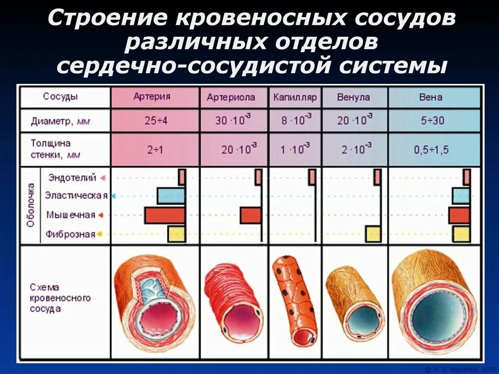 Строение стенки кровеносных сосудов. Строение стенки артерии и вены капилляры. Строение стенки сосудов кровеносной системы. Строение стенок артерий вен капилляров. Виды кровеносных сосудов строение