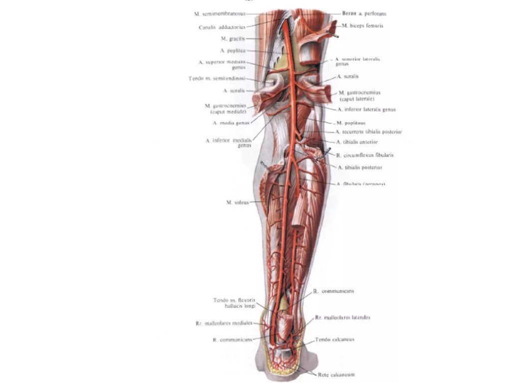 Аорты нижних конечностей. Артерии таза и нижних конечностей анатомия. Сосуды таза и нижней конечности. Сосуды таза и нижних конечностей анатомия. Артерии нижних конечностей анатомия схема.