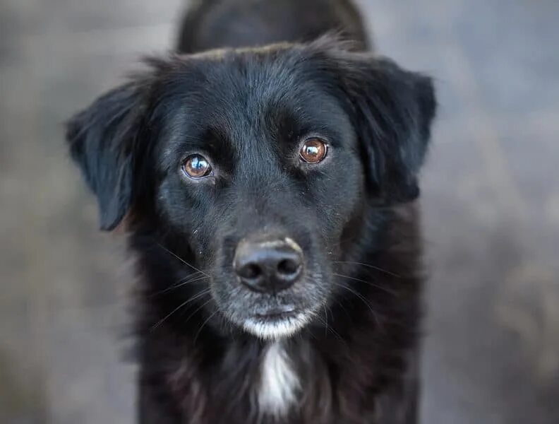 Alice has a big black dog. Черная собачка дворняжка. Черный пес дворняжка. Порода двортерьер. Черный щенок дворняги.