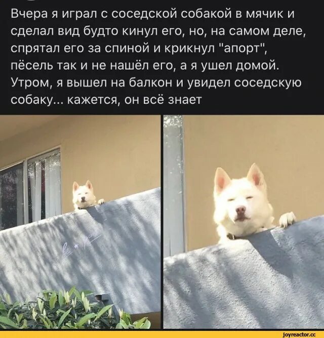 Утром выла собака. Соседская собака приколы. Статус про соседскую собаку. Собака соседа. Лай соседской собаки.