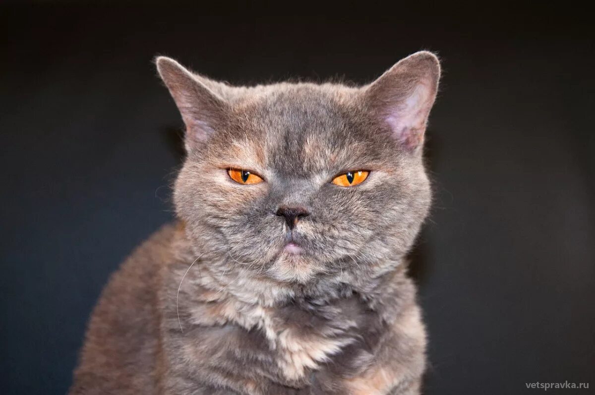 Bored cat
