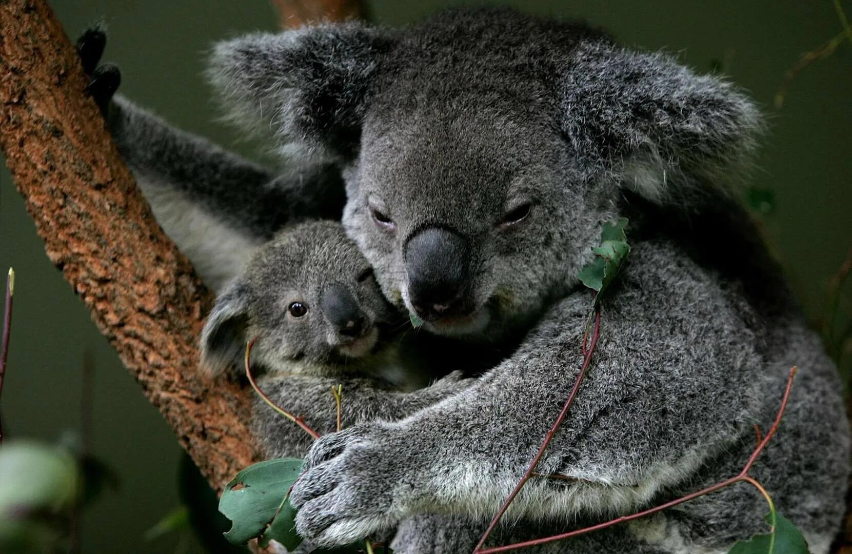 Самое говорящее животное. Млекопитающие коала. Коала с мамой. Коалы с малышом. Коала улыбается.