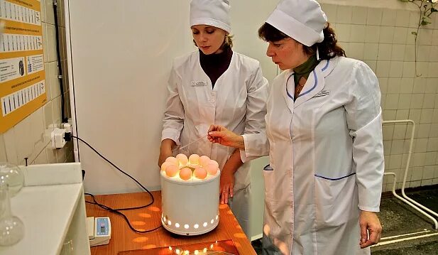 план мероприятий по профилактике незаразных болезней крс. профстандарт ветфельдшер. актуализация учебного плана. профессиональные стандарты ветеринарного врача. профстандарт ветеринарный.