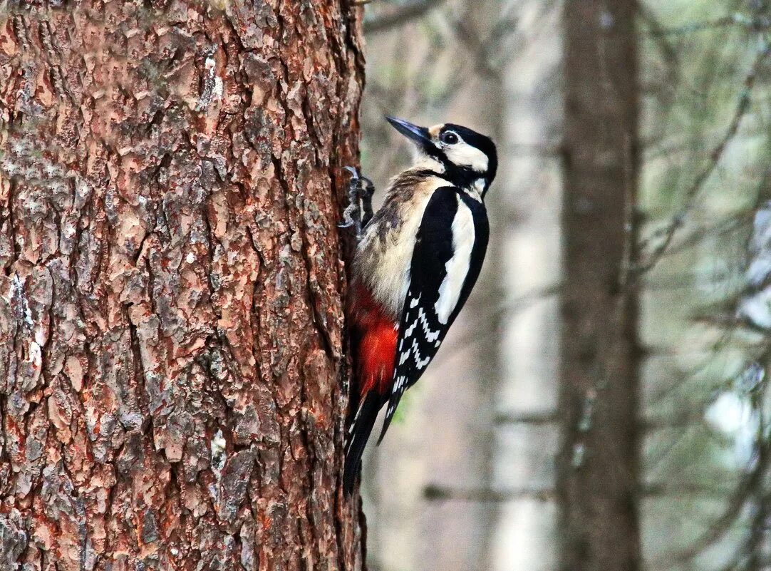 Красногрудый дятел сосун. Сосновый дятел. Дятел на сосне. Дятел на дереве. Дятел лесной.