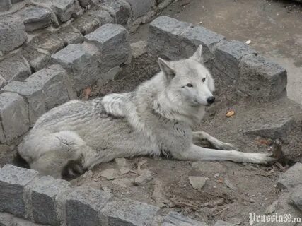 Белый волк калининград