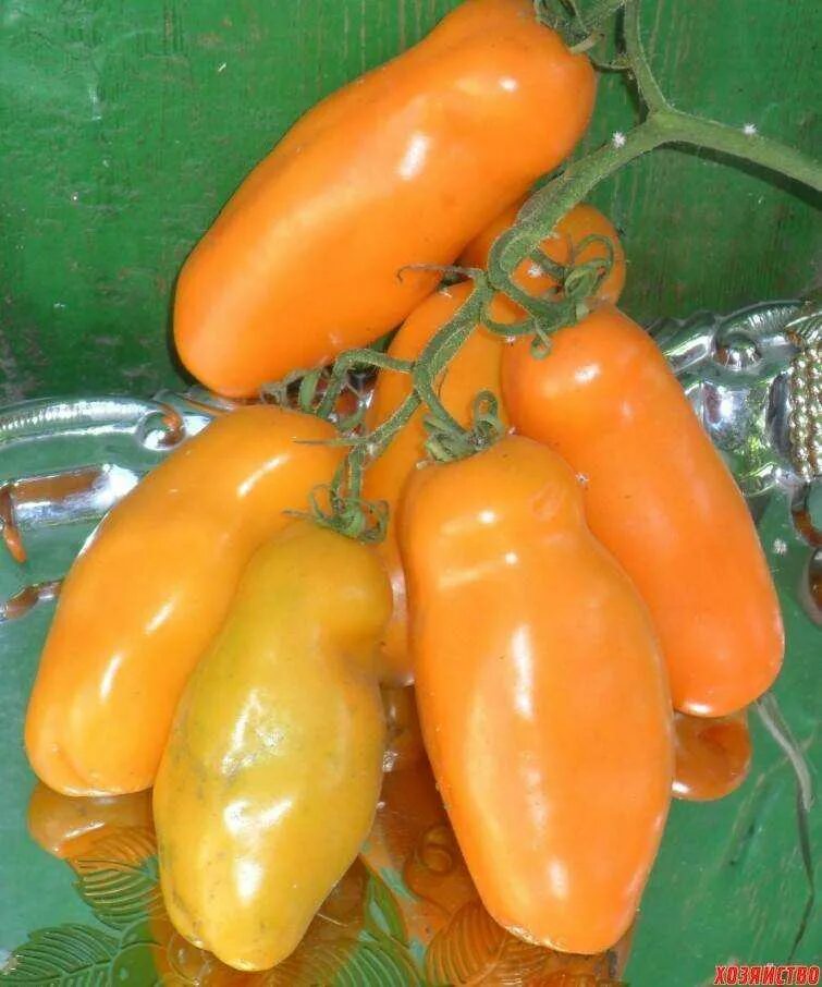 Томат удлиненный. Сорт помидор Аурия. Томат Аурия желтая. Аурия оранжевая томат.