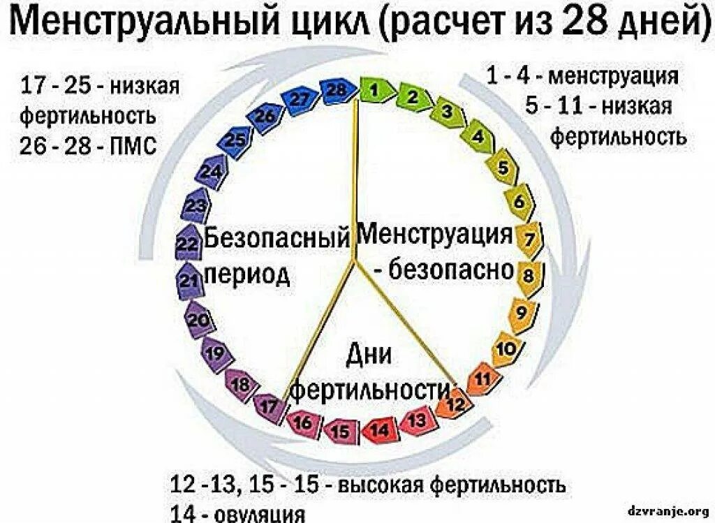 Максимальные дни месячных