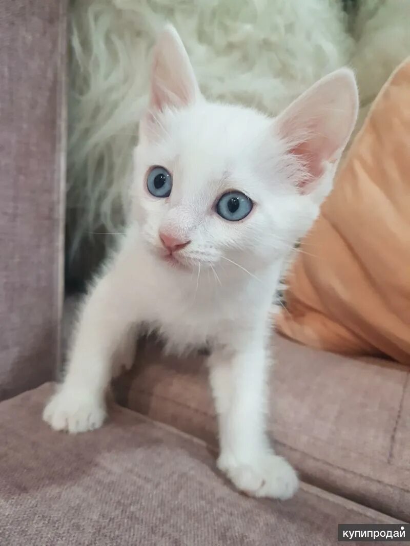 Глухой котенок. Глухие котята. белый глухой котенок. что делать если белый котенок глухой.
