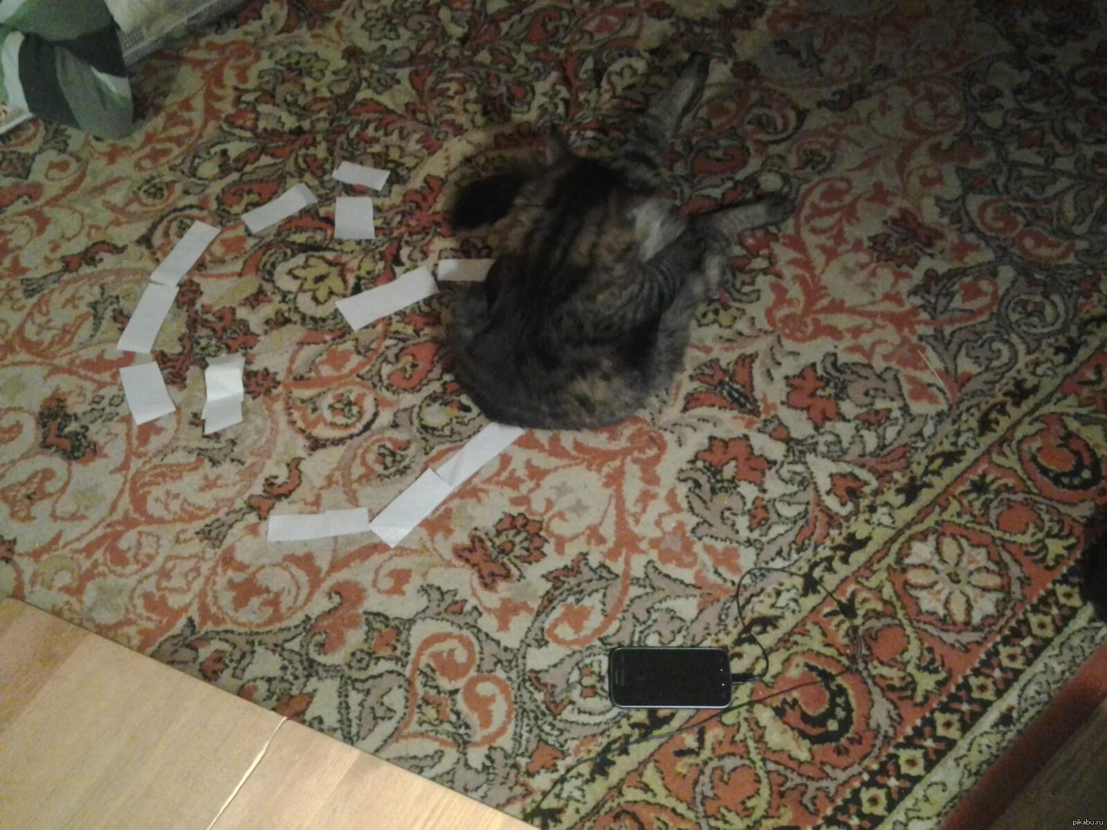 Кошак разбил. Кошка пакость. Черный кот прикол. Кот разбил. Кот разбил.