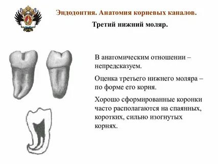 Форма нижнего моляра