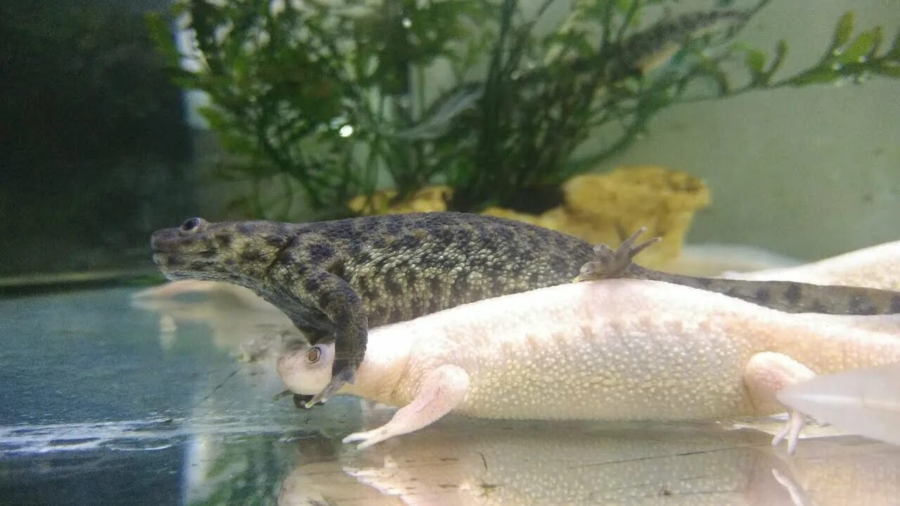 Иглистый тритон альбинос. Тритон испанский иглистый белый. Испанский иглистый тритон. Испанский иглистый тритон. Амбистома и аксолотль.