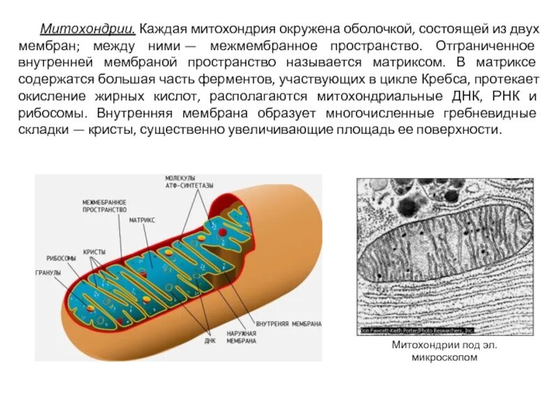 Схема митохондрия мембрана и Матрикс. Строение Крист митохондрий. Что располагается на кристах митохондрий. Мембрана митохондрия схема. Записать строение митохондрии