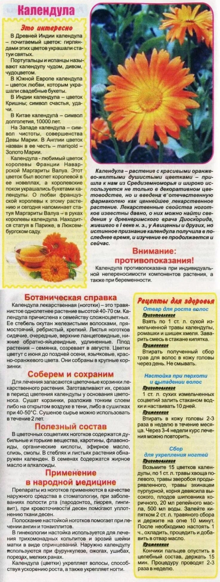 Календула лекарственная применение и противопоказания. Календула лекарственная противопоказания. способ приготовления календулы. календула в народной медицине. календула от кашля.