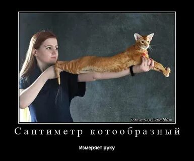 Хватит кота