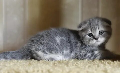 Серый вислоухий котенок