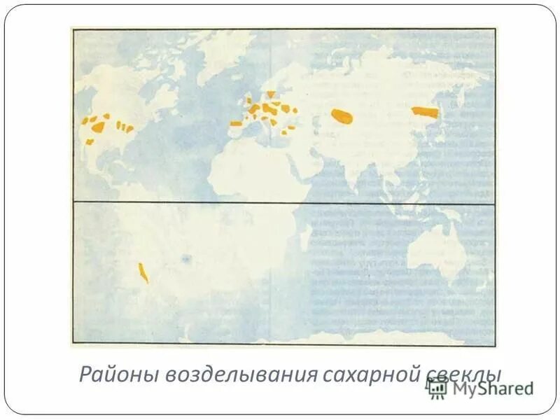 районы выращивания сахарного тростника. районы возделывания риса. страны лидеры производства сахарного тростника. основные районы возделывания сахарной свеклы. сахарный тростник основные районы выращивания.