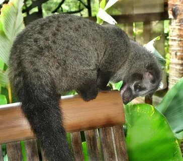 Brother musang