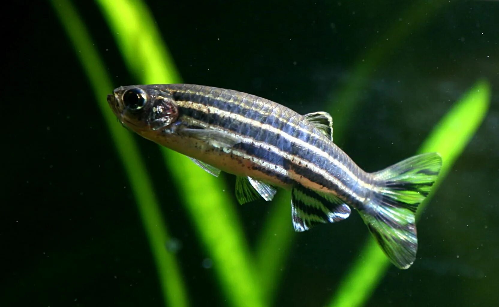 Данио рерио. Данио аквариумные рыбки. Данио рерио аквариумная рыбка. Zebra Danio.