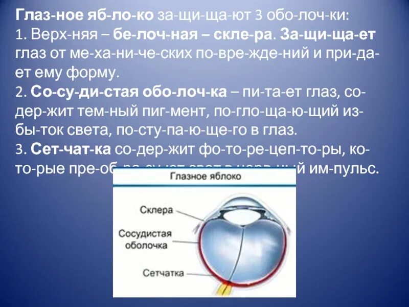 Защищает глазное яблоко