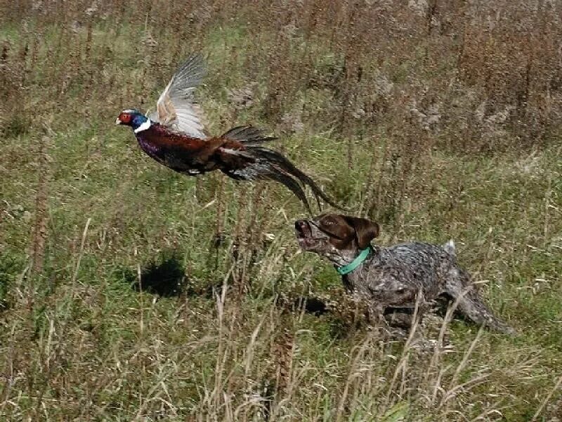 Охота на фазана с дратхааром. Охота с дратхааром на боровую дичь. Весенняя охота дикий фазан.