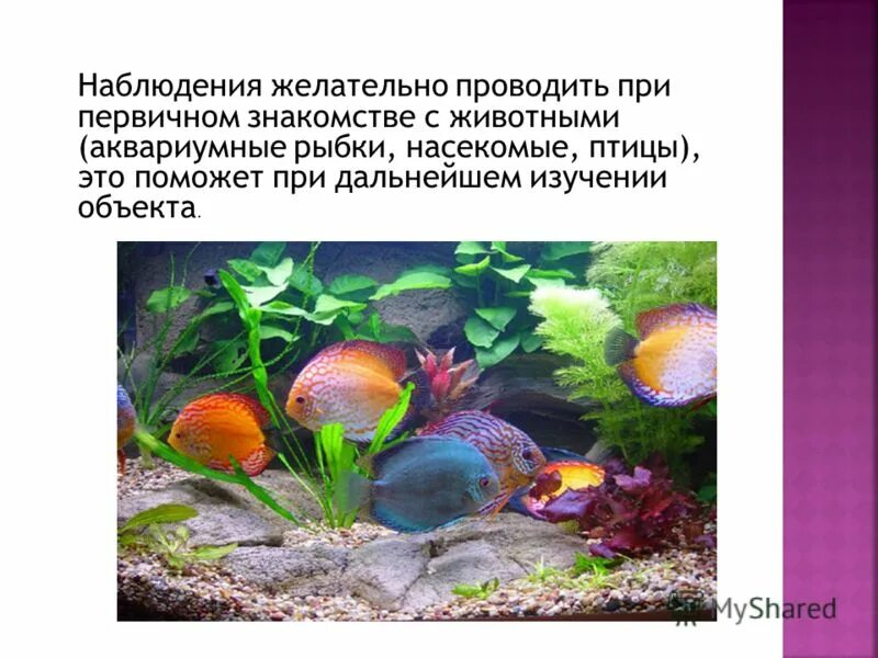 Понаблюдайте за находящимися в аквариуме рыбами отметьте