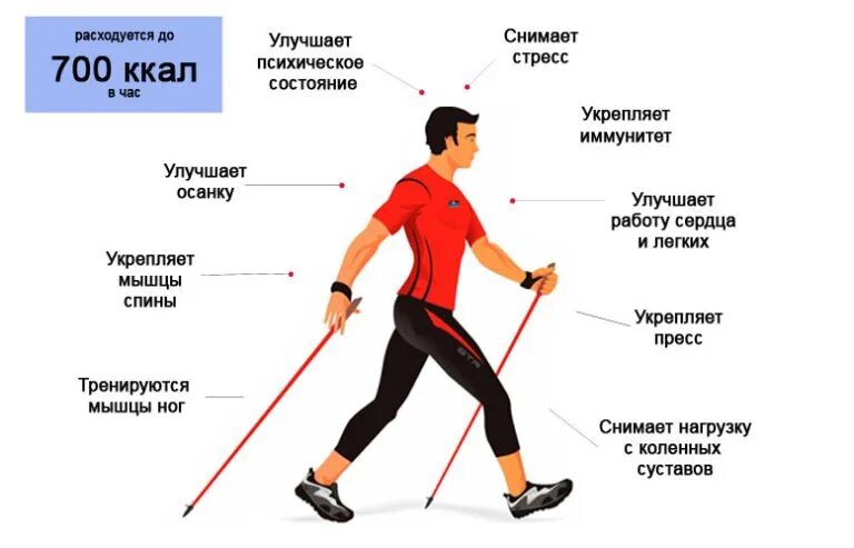 Как включить режим ходьбы. Мышцы задействованные при скандинавской ходьбе. тренировка с палками для скандинавской ходьбы. скандинавская ходьба польза. польза от скандинавской ходьбы.