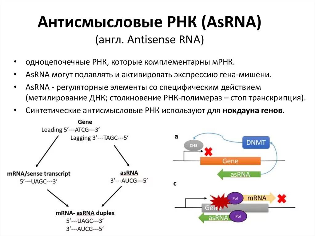 Структура ИРНК эукариот. Терапия антисенс РНК. Роль МРНК. Репликация ДНК биохимия.