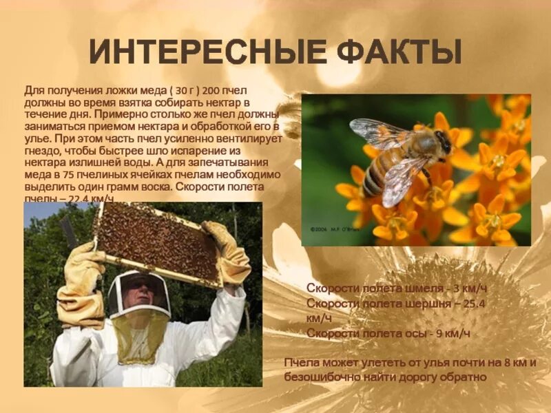 Текст про пчел. Интересное о пчелах мёде. Факты о пчеловодстве. Интересные факты о пчелах. Интересные факты о меде и пчелах.