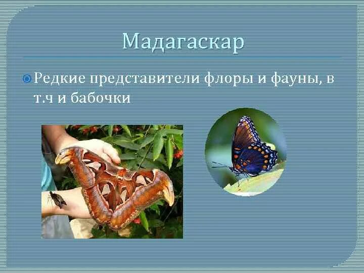 Определите представителей флоры и фауны не характерных. Редкие представители флоры и фауны. редкие представители флоры.