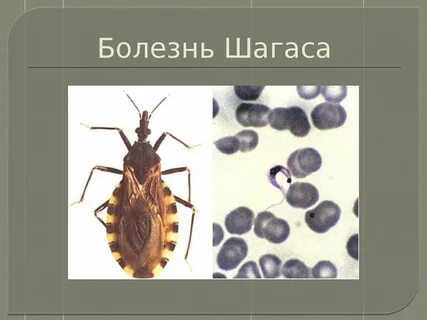 Клопы переносчики