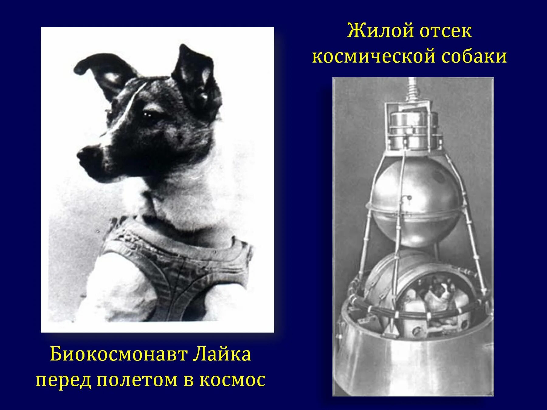 Имена собак летавших в космос. Собака лайка 1957. собака лайка в космосе 1957. первая собака космонавт лайка. собака лайка на спутнике 2.