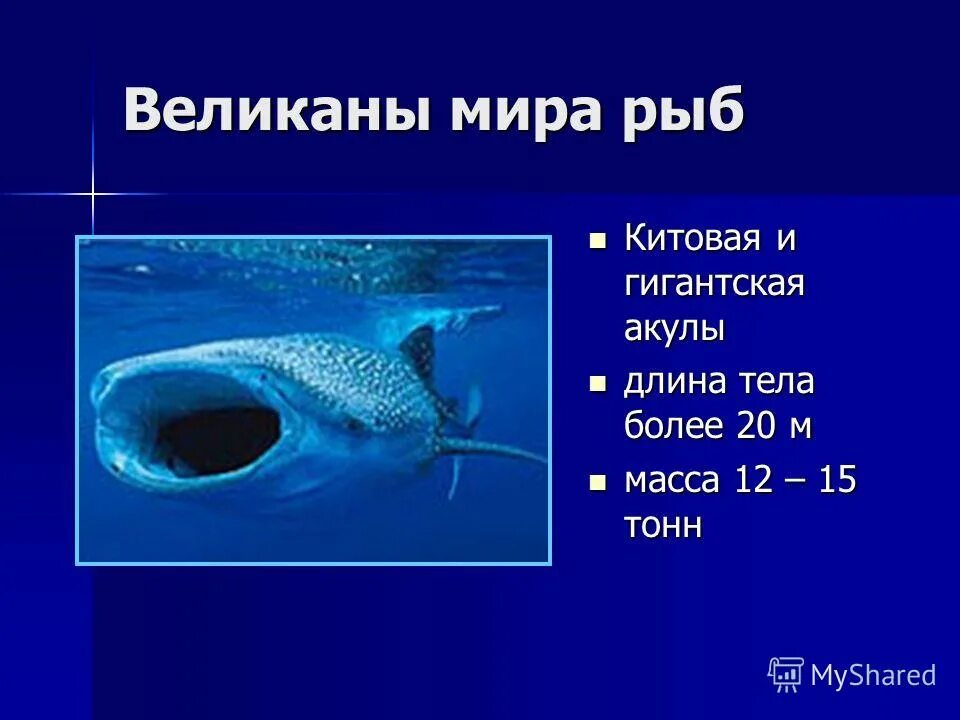 Презентация окружающий мир рыбы. Доклад про рыб. Рыба для презентации. Интересные факты о рыбах. Рыбы 2 класс окружающий.