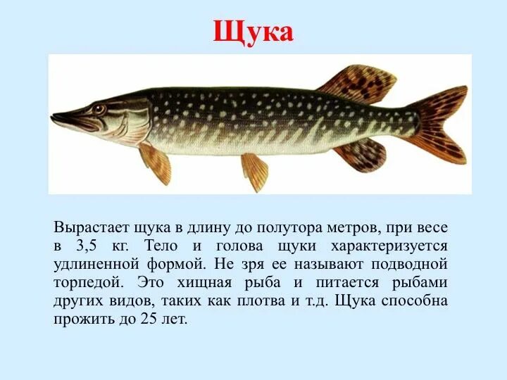 Рыба щука. Рыбы Республики Коми. Щука рыба щука. Щука обыкновенная размер.