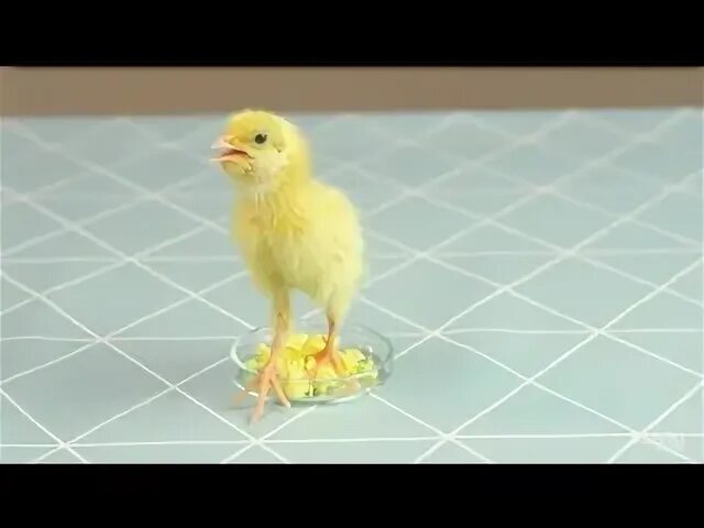 Включи видео цыпленка