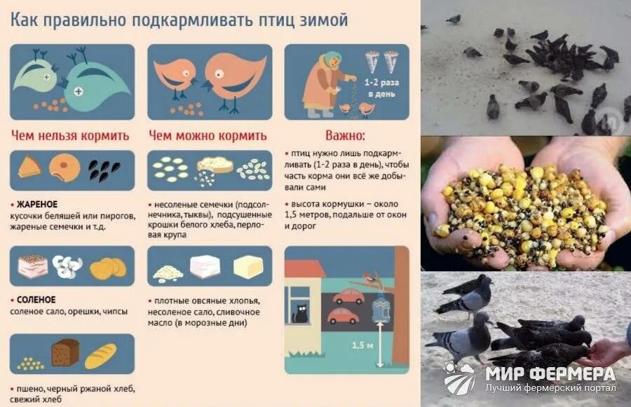 Что можно давать голубям
