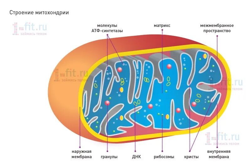 Строение митохондрии клетки. Строение митохондрии рисунок с подписями. Строение митохондрии клетки рисунок. Строение митохондрии животной клетки. Записать строение митохондрии