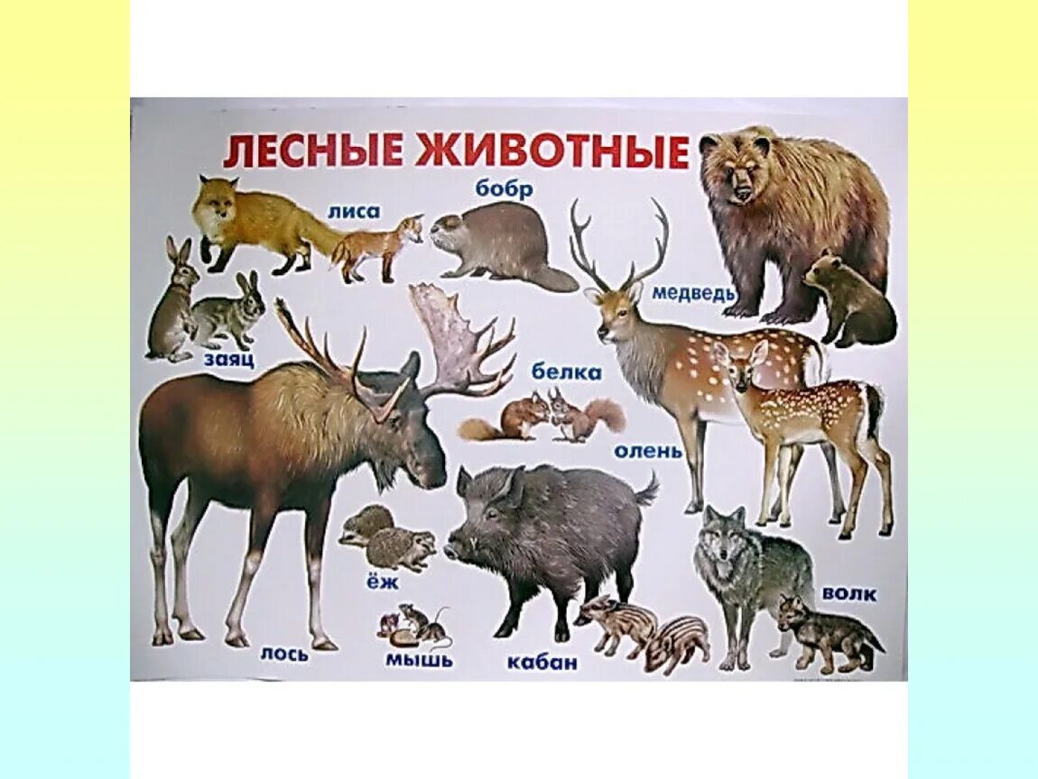 Лесные животные плакат для детей. Животные леса России. Обитатели леса названия. Список диких животных для детей. Какие звери находятся