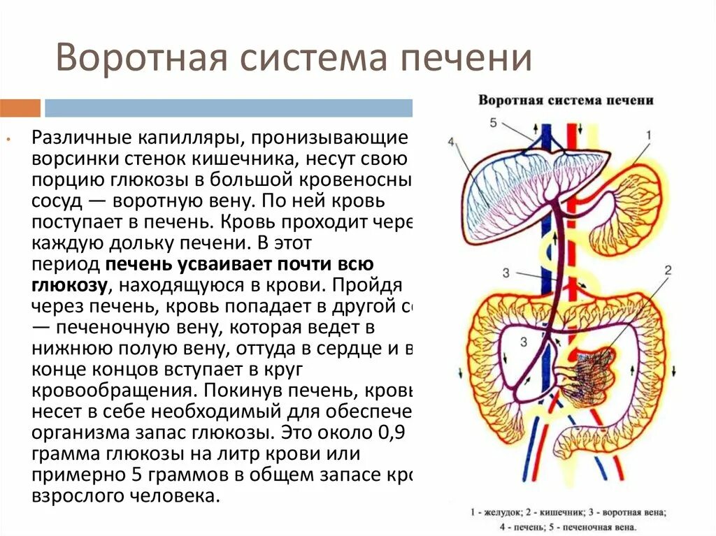 Кровообращение воротной вены. Воротная Вена печени система. Система воротной вены схема движения крови. Кровоснабжение печени анатомия воротная Вена. Воротная система печени рис 100.