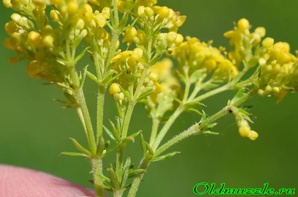 подмаренник настоящий лечебные свойства