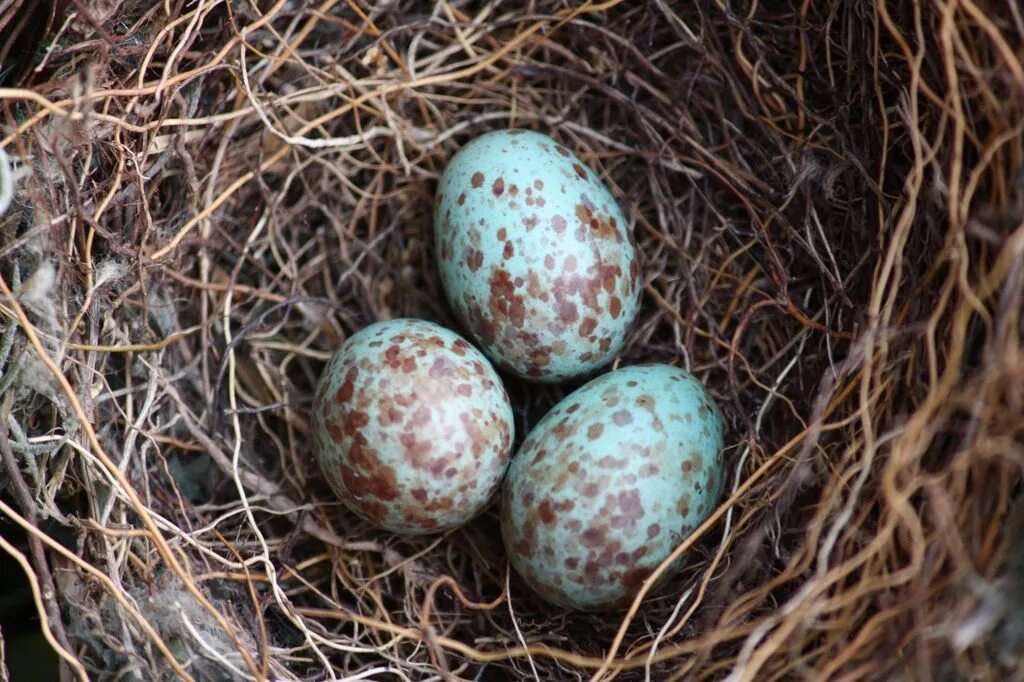 Птичьи яйца голубые в крапинку. Яйца птиц. Яйца в крапинку. Птица с синими яйцами. Bird яйца