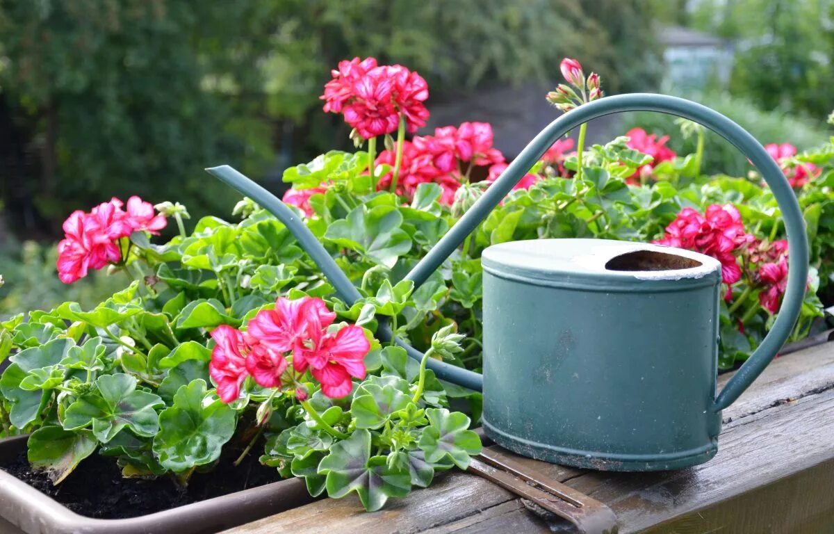 Пеларгония герань полив. Пеларгония зональная полив. Пеларгония в саду полив летом. Пеларгония полив зимой. Комнатные растения герань полив.