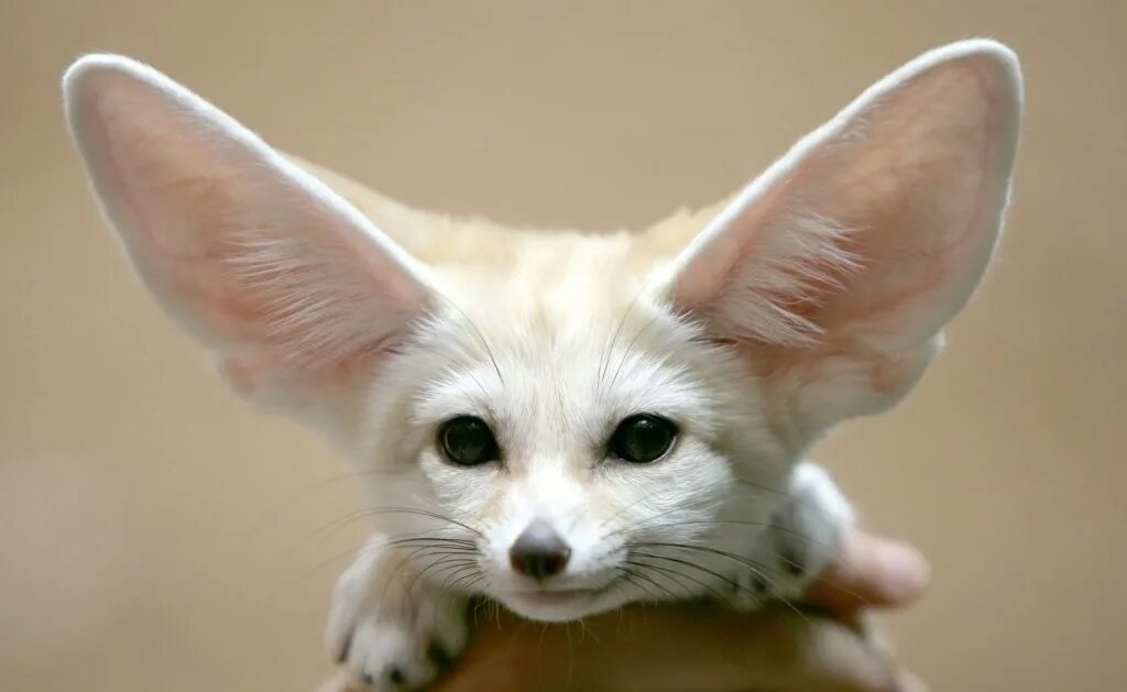 Фенек. Фенек Фокс. Порода Лис фенек. Fennec охотница.