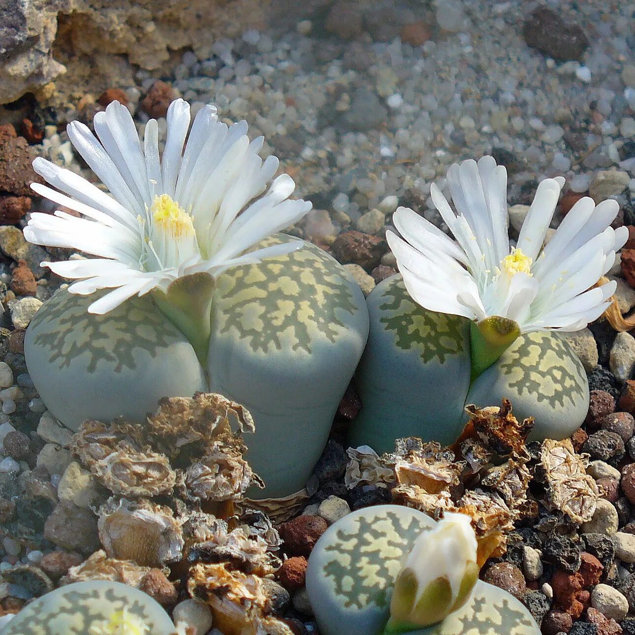 Суккулент литопс. Литопсы. Растение Литопс. Lithops salicola. Литопс высота.