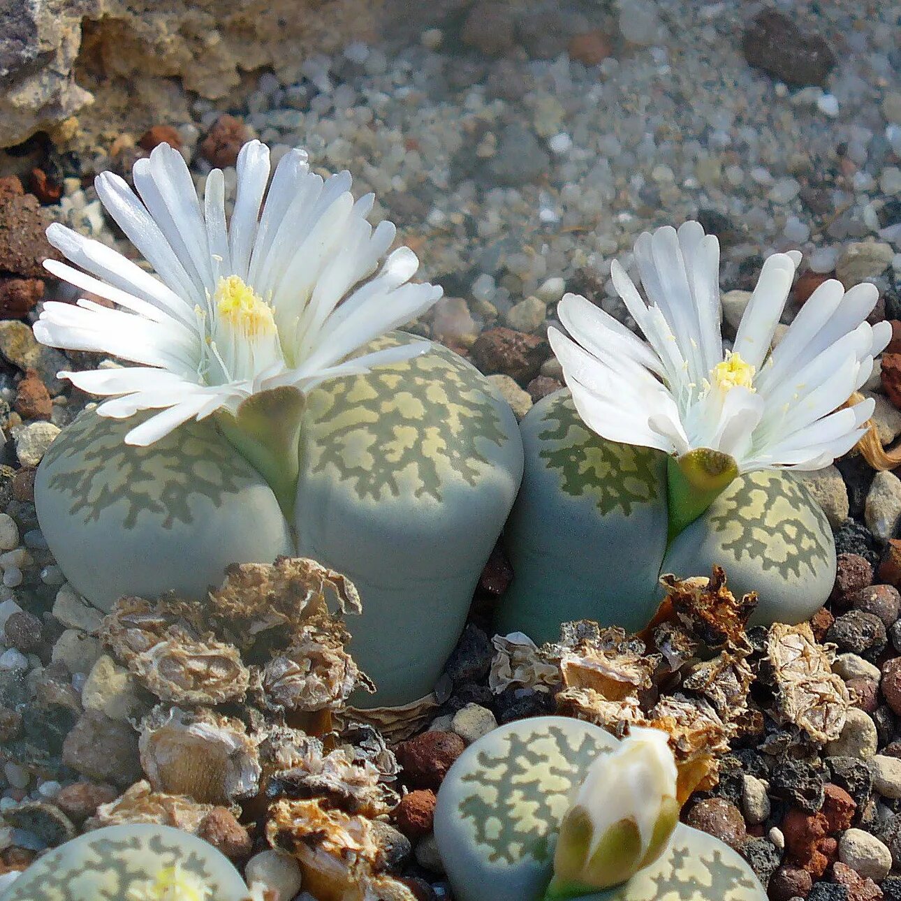 Литопсы. Суккуленты литопсы. Цветущие камни литопсы. Lithops salicola.