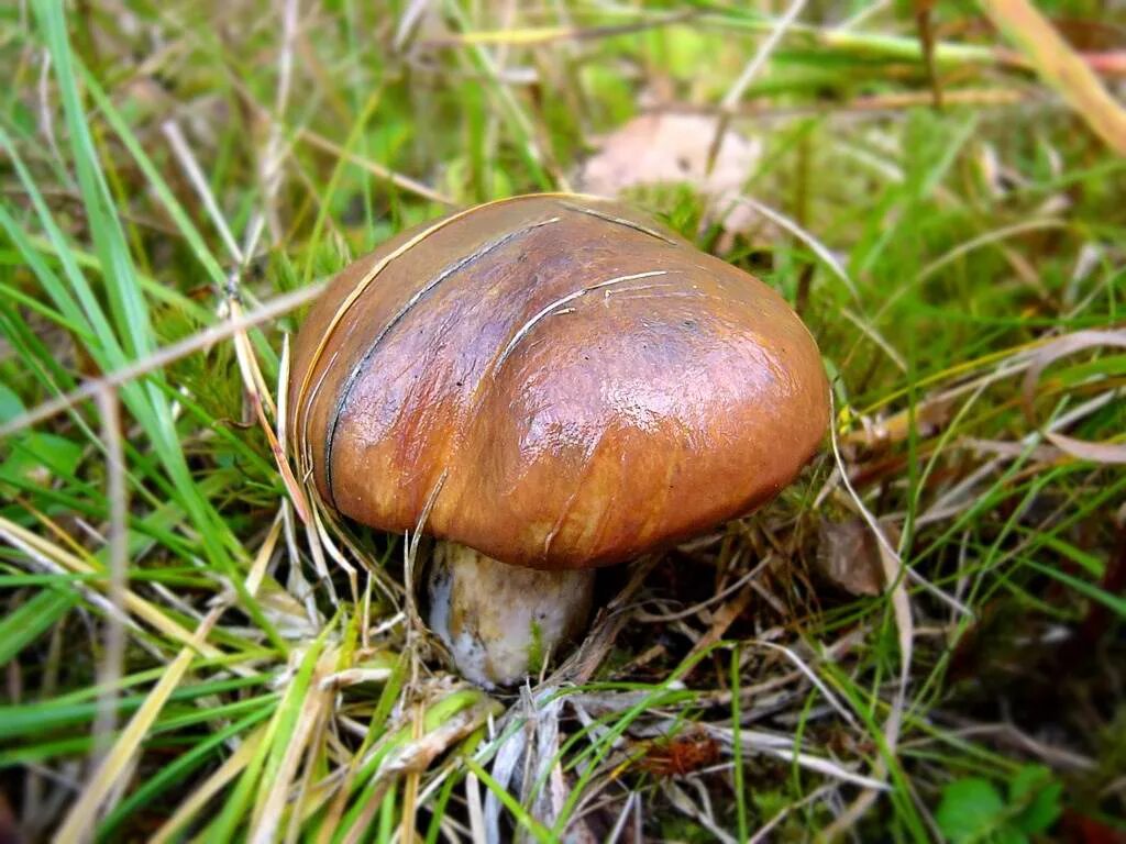 Гриб Suillus luteus. Грибы маслята. Масленок обыкновенный гриб. Сосновик масленок гриб.