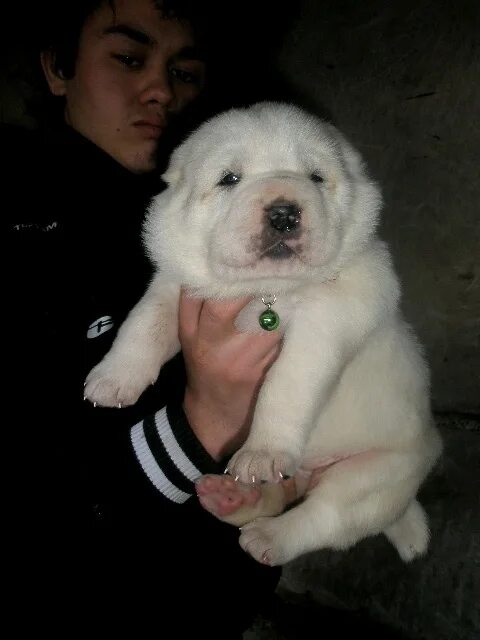 Среднеазиатская овчарка волкодав. Среднеазиатская овчарка алабай. Волкодав алабай. Девушка с алабаем. Женщина алабай.