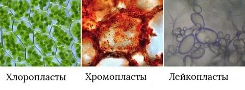Пластиды в клетках плодов рябины