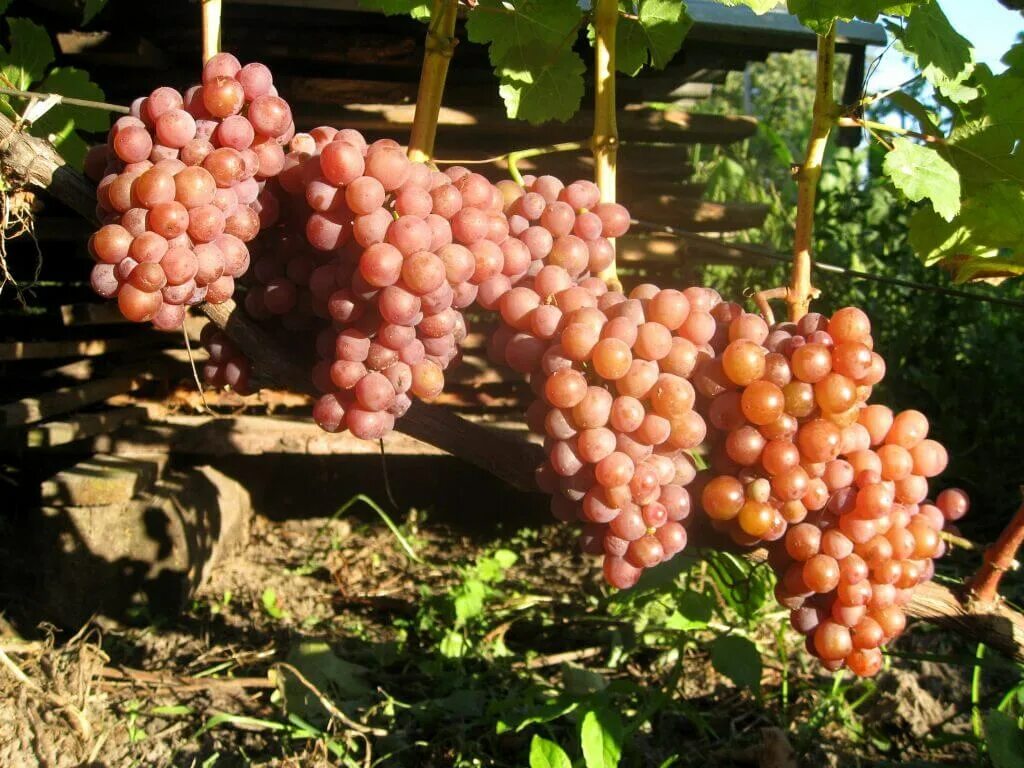 Минский виноградный
