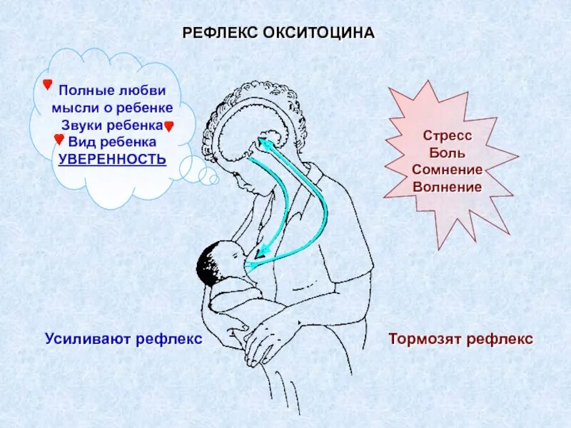 Выработка окситоцина. Рефлекс окситоцина грудное вскармливание. Фактор усиливающий рефлекс окситоцина. Рефлекс пролактина и окситоцина. Окситоцин схема.